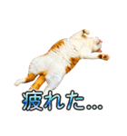 ネコのニコ ver.2（個別スタンプ：9）