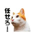 ネコのニコ ver.2（個別スタンプ：12）