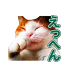ネコのニコ ver.2（個別スタンプ：13）