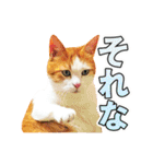 ネコのニコ ver.2（個別スタンプ：14）