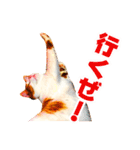 ネコのニコ ver.2（個別スタンプ：15）