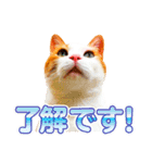 ネコのニコ ver.2（個別スタンプ：16）