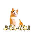 ネコのニコ ver.2（個別スタンプ：18）