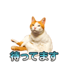 ネコのニコ ver.2（個別スタンプ：19）