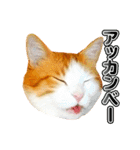 ネコのニコ ver.2（個別スタンプ：20）
