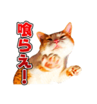 ネコのニコ ver.2（個別スタンプ：21）