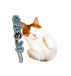 ネコのニコ ver.2（個別スタンプ：22）