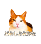 ネコのニコ ver.2（個別スタンプ：24）