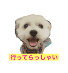 佐賀んコロちゃん。 3（個別スタンプ：1）