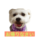 佐賀んコロちゃん。 3（個別スタンプ：2）