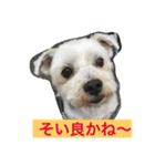 佐賀んコロちゃん。 3（個別スタンプ：4）