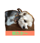 佐賀んコロちゃん。 3（個別スタンプ：5）