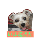 佐賀んコロちゃん。 3（個別スタンプ：7）