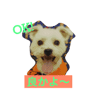 佐賀んコロちゃん。 3（個別スタンプ：8）