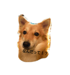 I Love Dog 101（個別スタンプ：5）