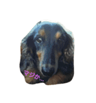 I Love Dog 101（個別スタンプ：6）