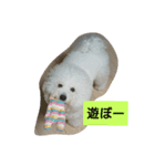 ビションフリーゼ わた（個別スタンプ：1）