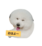 ビションフリーゼ わた（個別スタンプ：3）