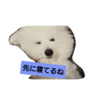 ビションフリーゼ わた（個別スタンプ：4）