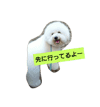 ビションフリーゼ わた（個別スタンプ：5）