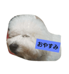 ビションフリーゼ わた（個別スタンプ：6）