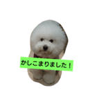 ビションフリーゼ わた（個別スタンプ：7）