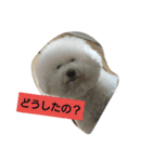 ビションフリーゼ わた（個別スタンプ：9）
