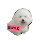 ビションフリーゼ わた（個別スタンプ：10）