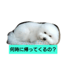 ビションフリーゼ わた（個別スタンプ：11）
