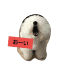 ビションフリーゼ わた（個別スタンプ：12）