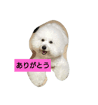 ビションフリーゼ わた（個別スタンプ：14）