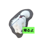 ビションフリーゼ わた（個別スタンプ：16）
