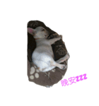Little fat man's daily（個別スタンプ：6）