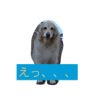 ゴールデンレトリバーのスタンプ。あんず（個別スタンプ：6）