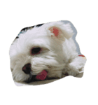 redlol（個別スタンプ：4）
