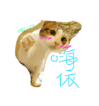 GD ＆ Cookie（個別スタンプ：8）