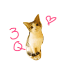 GD ＆ Cookie（個別スタンプ：14）