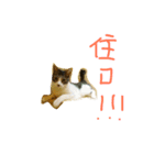 GD ＆ Cookie（個別スタンプ：16）