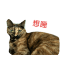 Mr.neowmo（個別スタンプ：1）