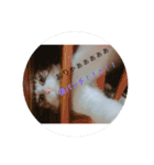 2familystamp.（個別スタンプ：12）