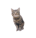 Miru cat（個別スタンプ：2）