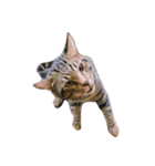 Miru cat（個別スタンプ：3）
