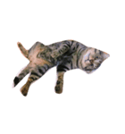 Miru cat（個別スタンプ：4）