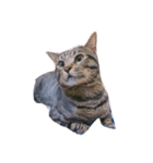 Miru cat（個別スタンプ：7）