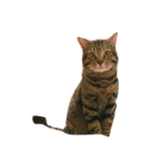 Miru cat（個別スタンプ：9）