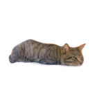 Miru cat（個別スタンプ：10）