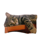 Miru cat（個別スタンプ：11）