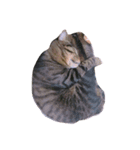 Miru cat（個別スタンプ：13）