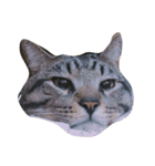 Miru cat（個別スタンプ：14）