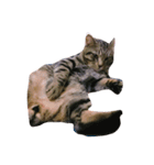 Miru cat（個別スタンプ：15）